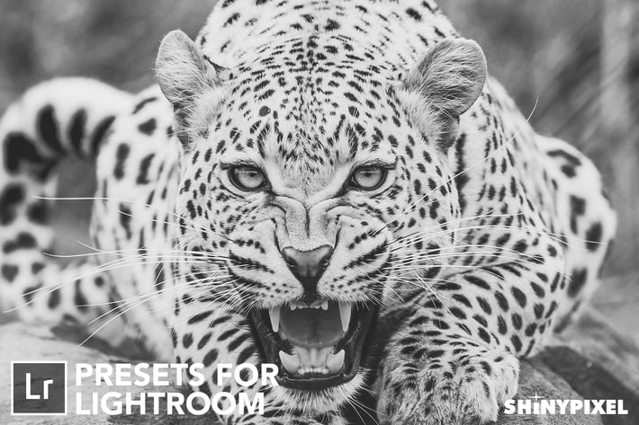 Monochromatic Vol. 1 - 20 Lightroom Presets