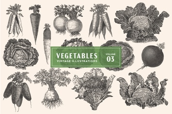 Vintage Vegetable Illustrations Vol. 3
