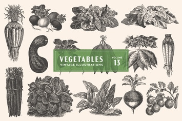 Vintage Vegetable Illustrations Vol. 13