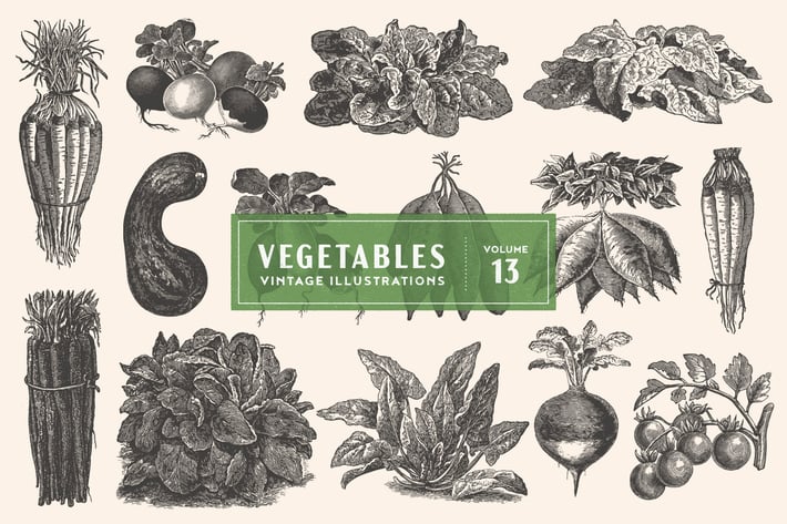 Vintage Vegetable Illustrations Vol. 13