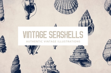 135 Seashell Illustration Collection