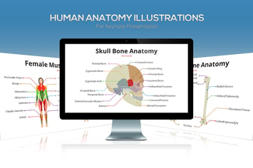  Biology - Human Anatomy For Keynote