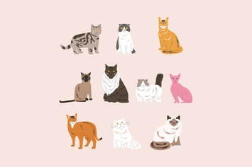 Cat Character Illustration Set 