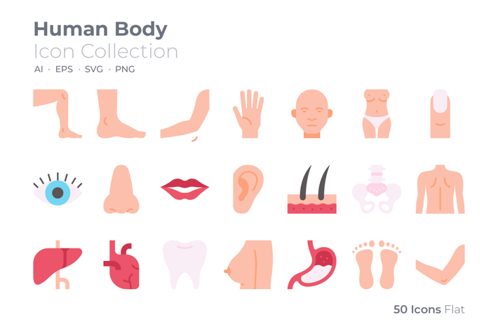 Human Body Color Icon