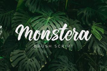 Monstera
