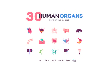 30 Icons Human Organs Flat Style