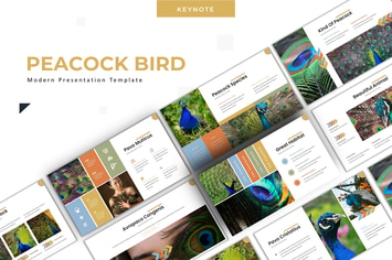 Peacock Bird - Keynote Template