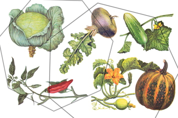 Autumn vegetables vintage set