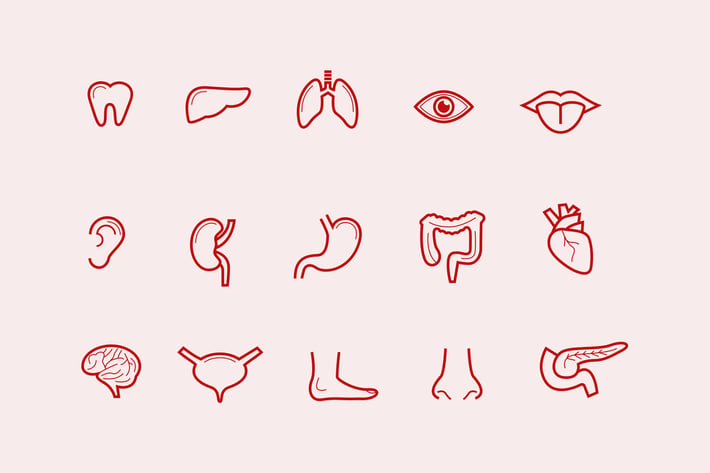 15 Human Organs