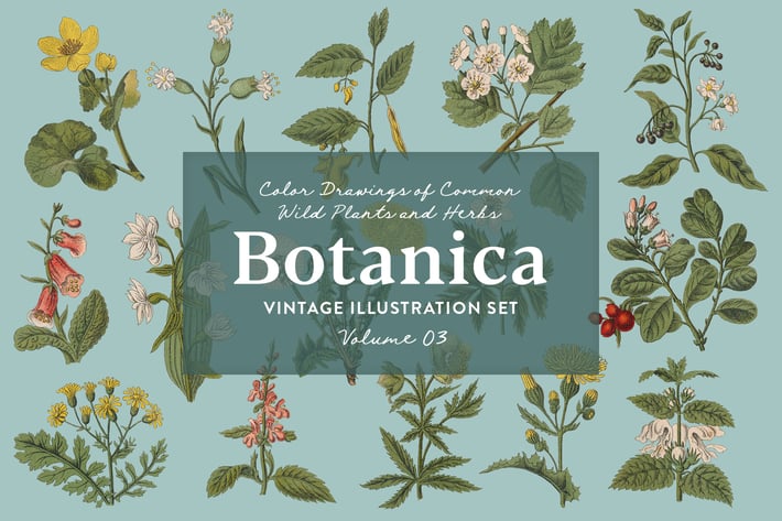 Botanica Vol. 3 - Vintage Plants Illustrations