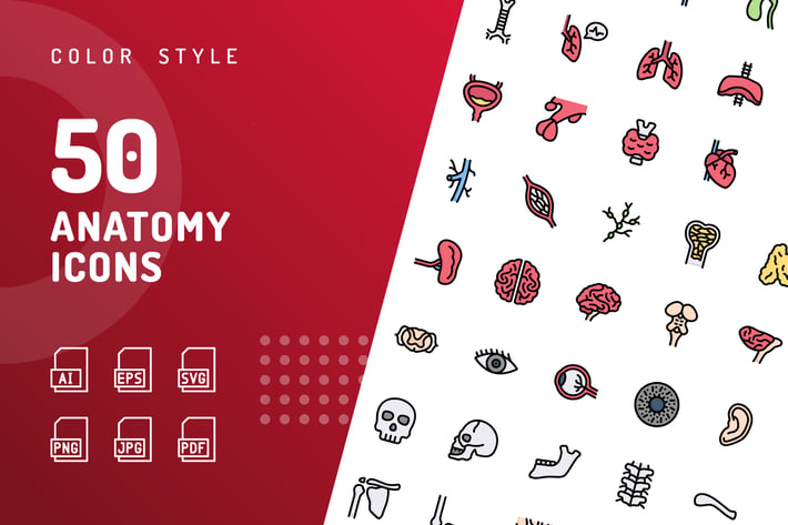 Anatomy Color Icons