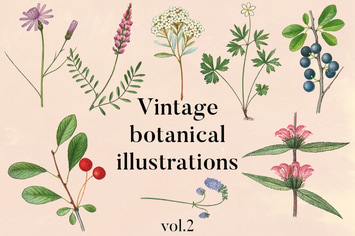 Vintage Botanical Illustrations Vol.2