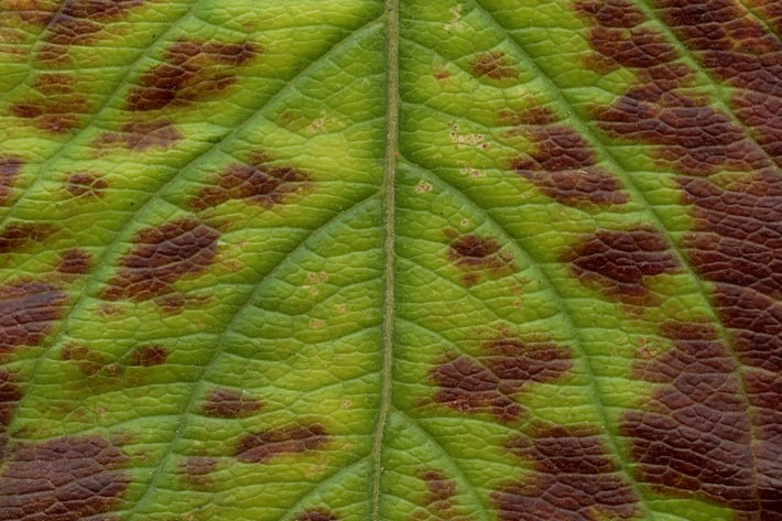 11 Leaves Texture Pack
