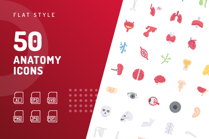 Anatomy Flat Icons