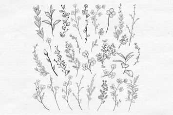 Vector Drawn Herbs, Plants, Flowers