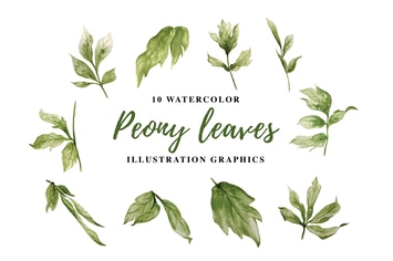 10 Watercolor Peony leaves Illustration Graphics