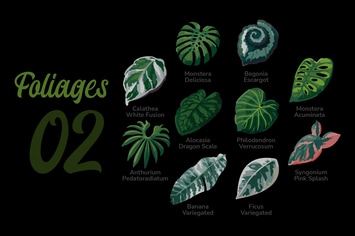 Foliages - Illustration Sets