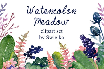 Watercolor meadow flowers