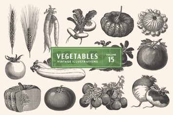 Vintage Vegetable Illustrations Vol. 15
