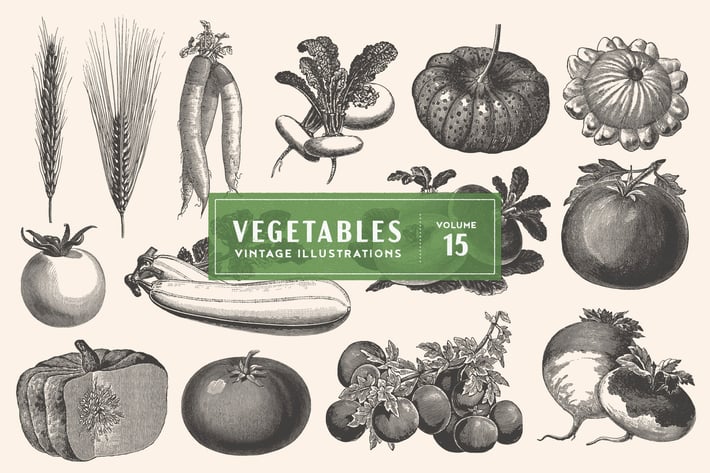 Vintage Vegetable Illustrations Vol. 15