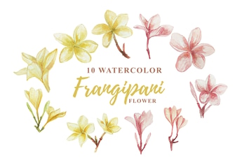 10 Watercolor Frangipani Illustration Graphics