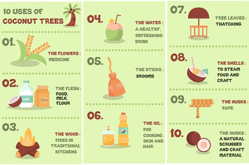 Coconut Trees Uses Infographic