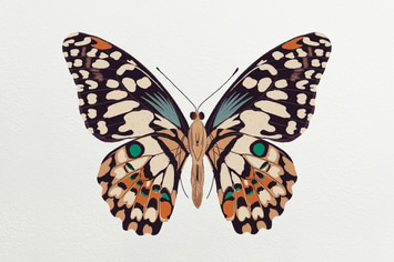 Illustration - Butterfly