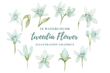 10 Watercolor Tweedia Flower Illustration Graphics