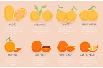 Types of Oranges Illustration