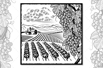 Vineyard Landscape Black And White