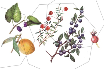 Fruits and berries - vintage, retro botanical set