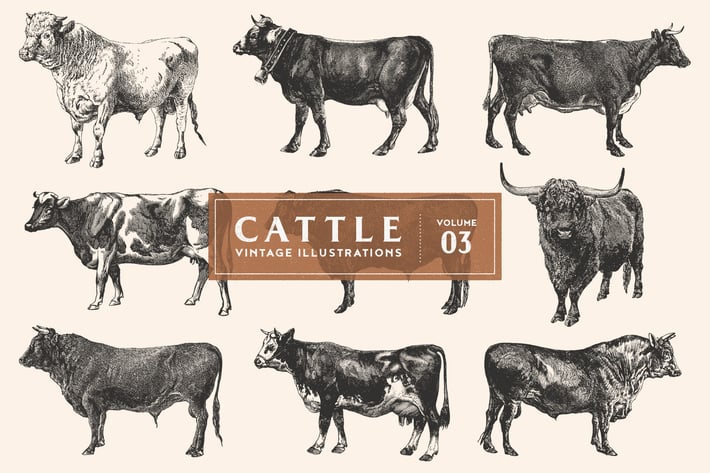 Cattle - Vintage Illustrations Vol. 3