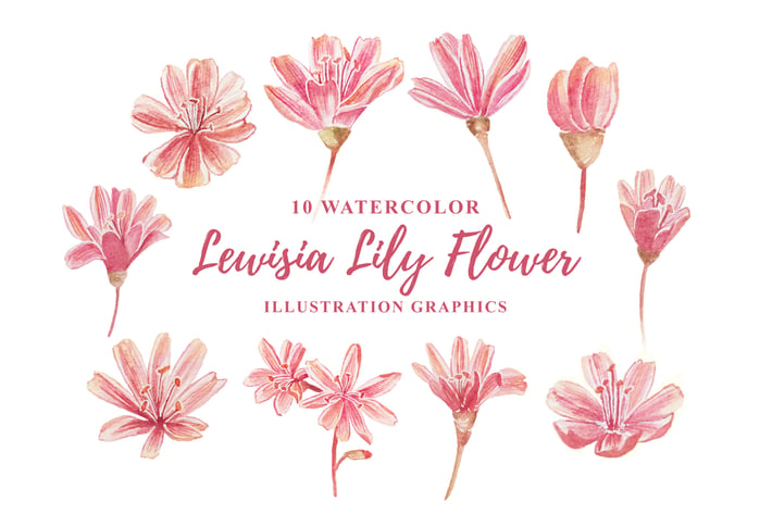 10 Watercolor Lewisia Flower Illustration Graphics