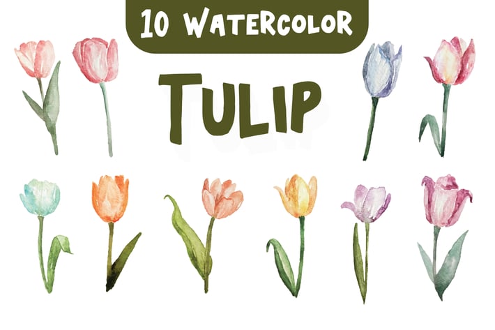 10 Watercolor Tulip Flower Illustration Graphics