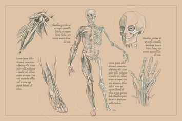 Human Anatomy