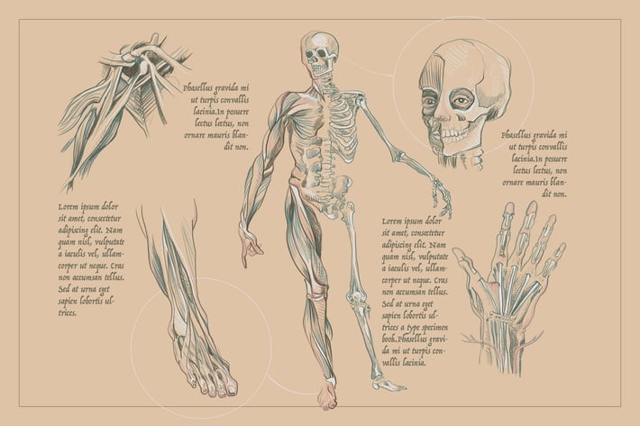 Human Anatomy