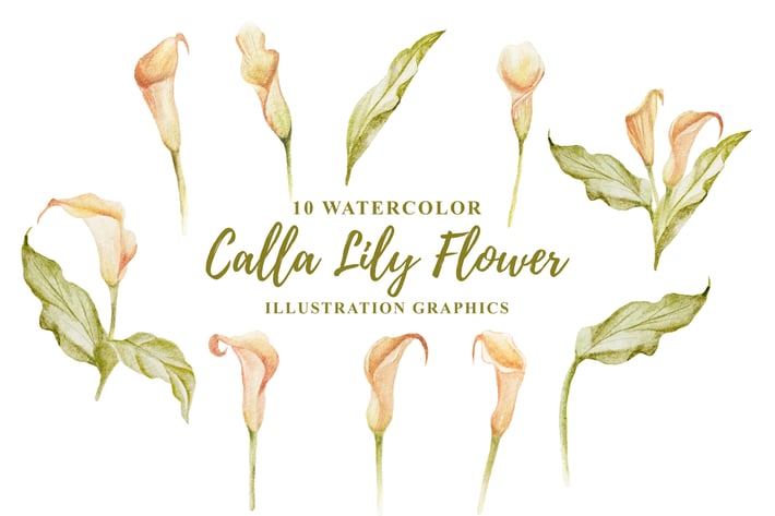 10 Watercolor Calla Lily Flower Illustration