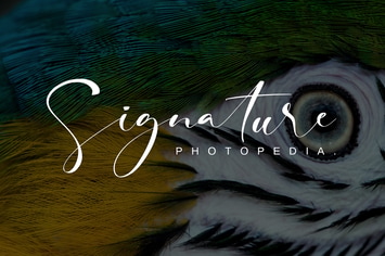 Signature Photopedia