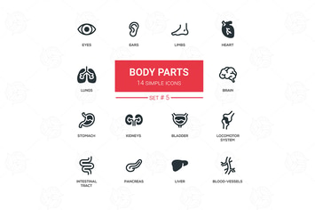Body parts - modern simple thin line design icons