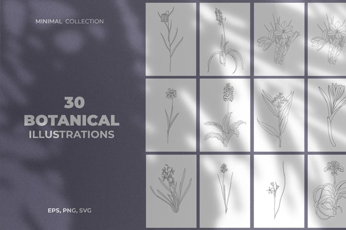 Minimal Botanical Illustrations