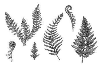 Fern