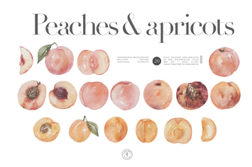 Peaches and apricots - cute watercolor summer kit