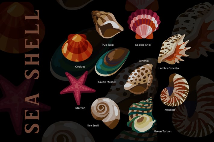 Sea Shell