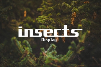 insects Display