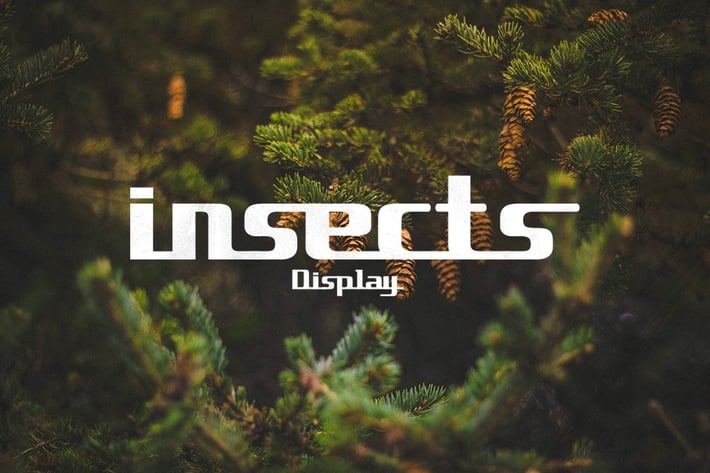 insects Display
