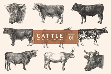 Cattle - Vintage Illustrations Vol. 1