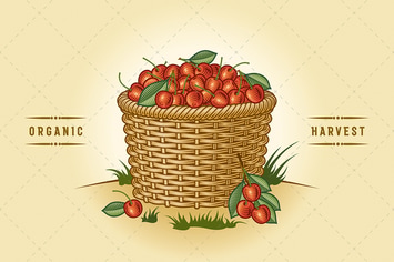 Retro Basket Of Cherries