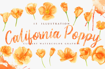 15 Watercolor California Poppy Flower Illustration