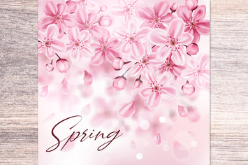 Cherry Blossom