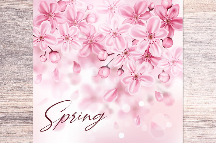 Cherry Blossom